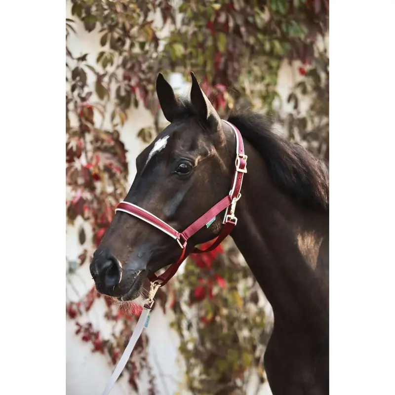 Bucas Dublin Foal Halter – Burgundy And Silver 1