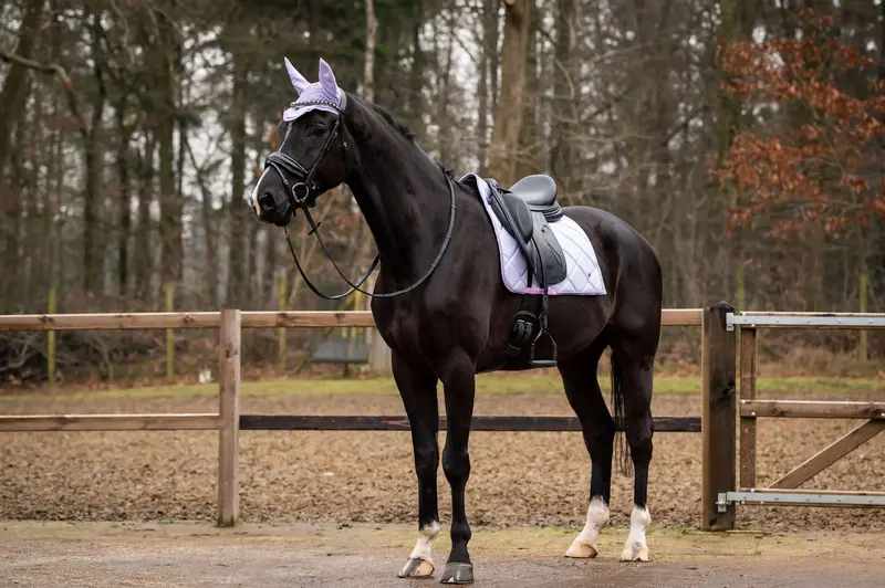 Hb Showtime Spring Light Purple Dressage Saddle Pad 1